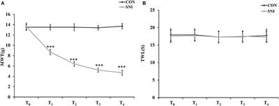 Identification of the Spinal Expression Profile of Non-coding RNAs Involved in Neuropathic Pain Following Spared Nerve Injury by Sequence Analysis